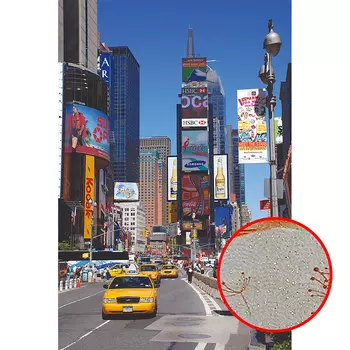 Фреска Ortograf