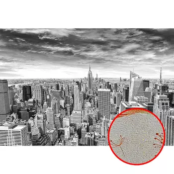 Фреска Ortograf