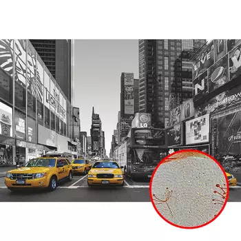 Фреска Ortograf