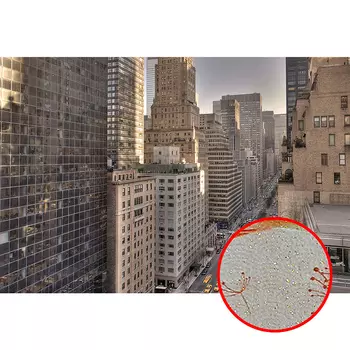 Фреска Ortograf