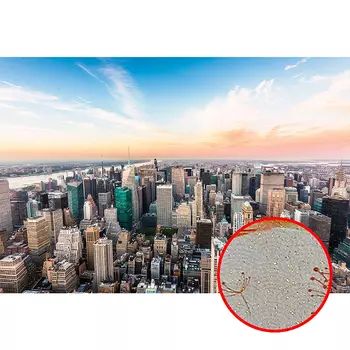 Фреска Ortograf