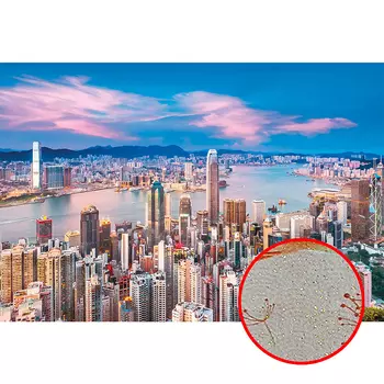 Фреска Ortograf