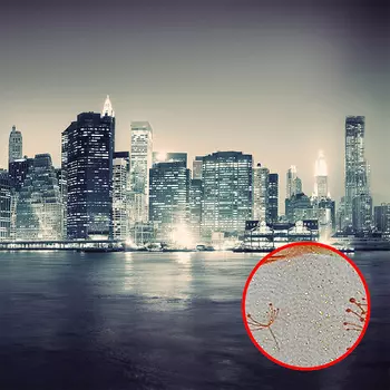 Фреска Ortograf