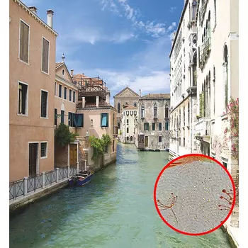 Фреска Ortograf