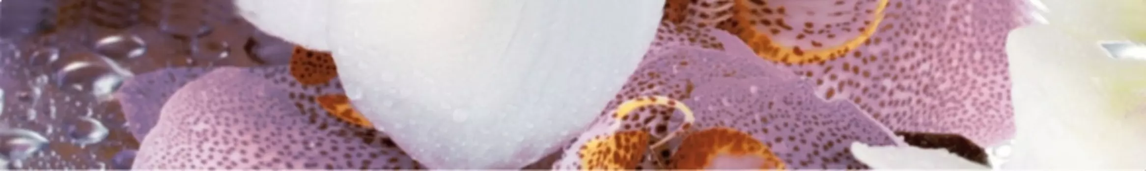 Керамический бордюр Terracotta (НЗКМ)