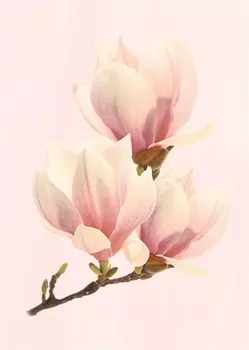 Керамический декор Axima