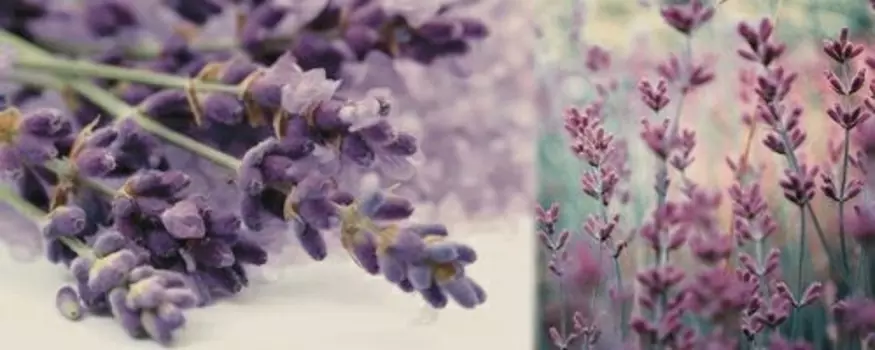 Керамический декор Ibero