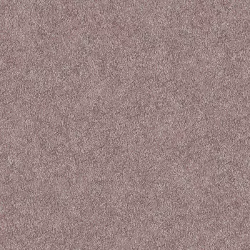 Обои Alessandro Allori