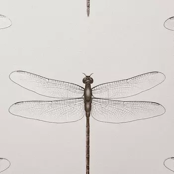 Обои Andrea Rossi