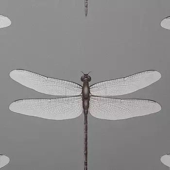 Обои Andrea Rossi