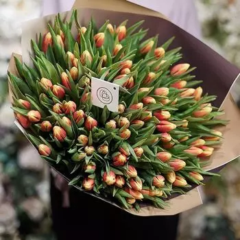 101 красный с жёлтой каймой тюльпан