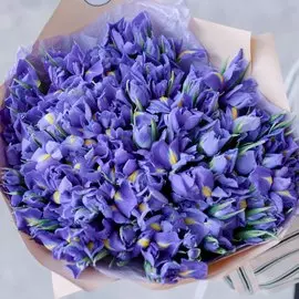 101 синий ирис