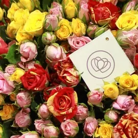 11 кустовых цветных роз 40 см