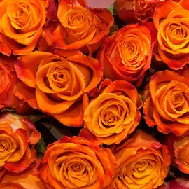 11 оранжевых роз 40 см Premium