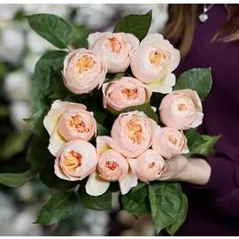 11 пионовидных роз Juliet 50 см