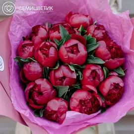15 бордовых пионов Premium