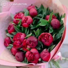 15 бордовых пионов Standart