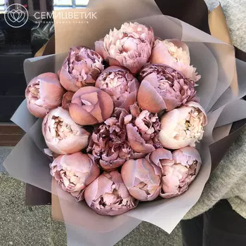 15 пионов Брауни Premium