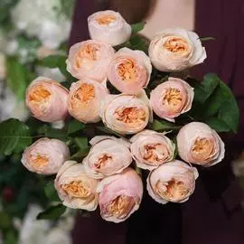 15 пионовидных роз Juliet 50 см