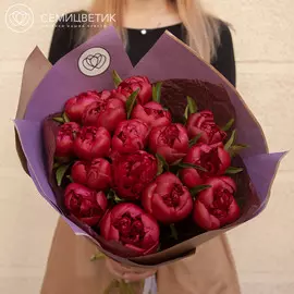 15 темно-малиновых пионов Standart