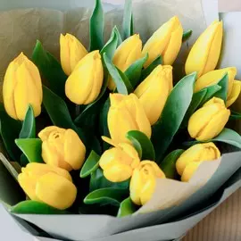 15 желтых тюльпанов