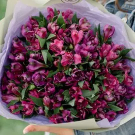 23 фиолетовые альстромерии