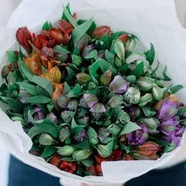 25 альстромерий микс