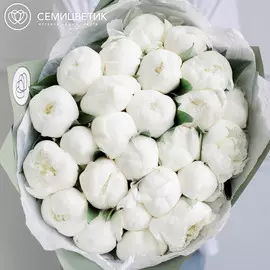 25 белых пионов Premium