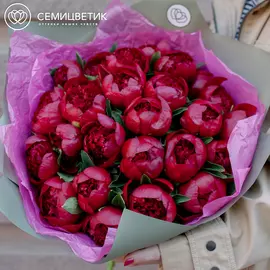 25 бордовых пионов Premium