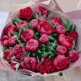 25 бордовых пионов Standart