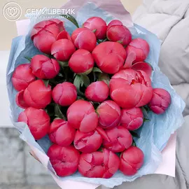 25 коралловых пионов Premium