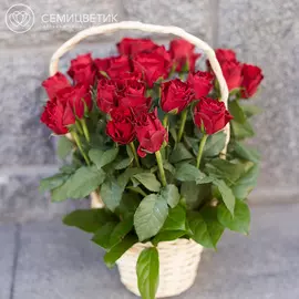 25 красных роз Standart в корзине