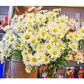 25 кустовых ромашек