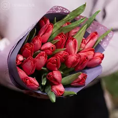 25 малиновых тюльпанов