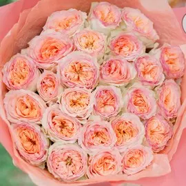25 персиковых пионовидных роз Flash Back 40 см