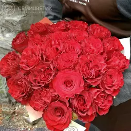 25 пионовидных одноголовых красных роз 50 см