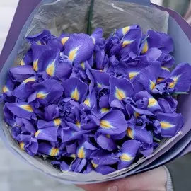 25 синих ирисов