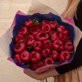 25 темно-малиновых пионов Standart