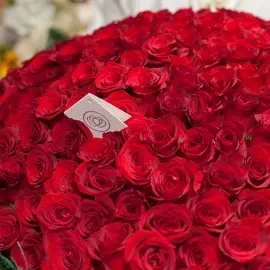 31 красная роза Freedom 60 см