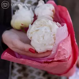 3 белых пиона Premium