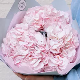 3 розовые гортензии