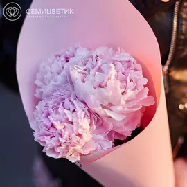 3 розовых пиона Premium