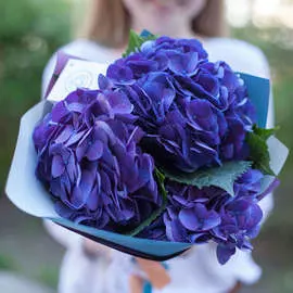 3 сине-фиолетовые гортензии