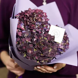 3 тёмно-бордовые гортензии