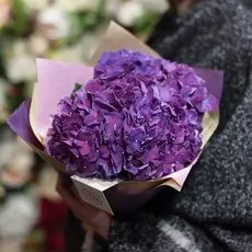 3 тёмно-фиолетовые гортензии