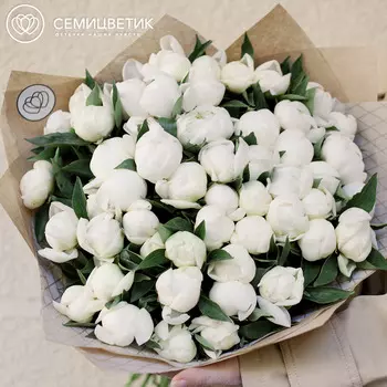 51 белый пион Standart