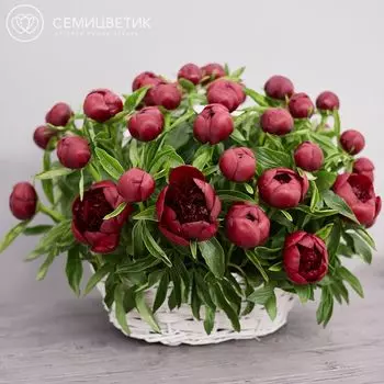 51 бордовый пион Premium в корзине