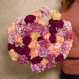 51 гвоздика микс