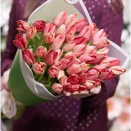 51 коралловый тюльпан