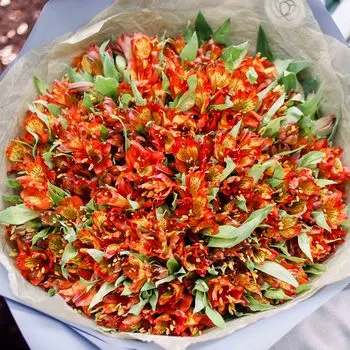 51 красная альстромерия